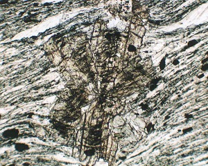 photomicrograph