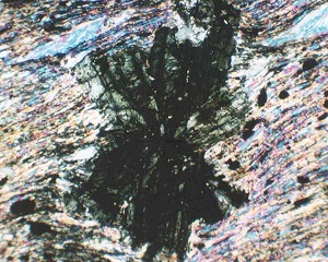 photomicrograph