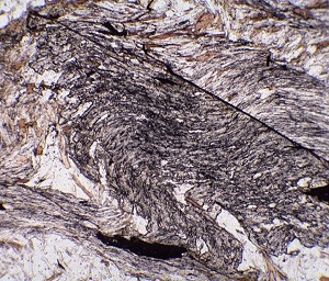 photomicrograph