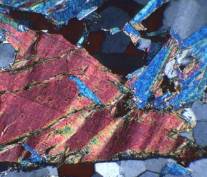 photomicrograph