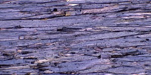 photomicrograph 1