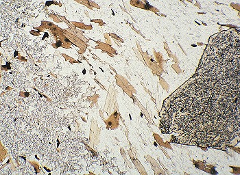 photomicrograph