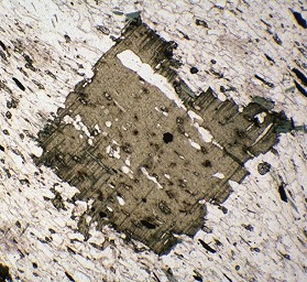 photomicrograph