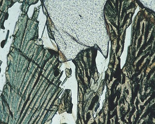 photomicrograph