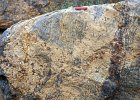 a3-08  In this rock the melting process has advanced further, and light-coloured patches, containing large garnets, disrupt and cut across the banding of this biotite-cordierite gneiss. Arunta block, Central Australia.
