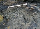 IMG 5429  Top half of a metabasaltic pillow at St Ives, Cornwall. The rock has a greenschist-facies mineral assemblage but you can still distinguishoriginal features: the pale pillow rind below the tape measure, a zone of larger vesicles near the pillow margin; the pillow centre at the bottom, with smaller vesicles; dark shaly material between pillows, right and left of the tape measure.