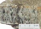 s98-27a  Hand specimen of Lewisian trondhjemitic gneiss, NW Scotland (trondhjemites are plagioclase-quartz igneous rocks with minimal mafic mineral content - a leuco-tonalite). This one has a strong foliation and an amphibolite-facies assemblage of white feldspar, glassy quartz and a little green-black hornblende.