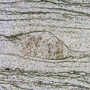 Practical 3: LH98-3 LH98-3, Moine Thrust zone, Eriboll. Plane-polarised light, width 0.8 mm. Sigma porphyroclast of K-feldspar in quartz, sinistral shear sense from stair-stepping.